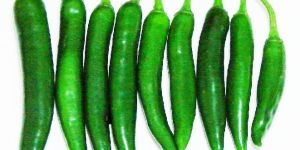 Organic Green Long Chilli