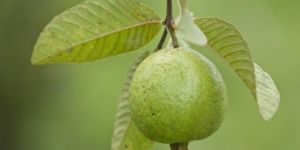 Organic Guava