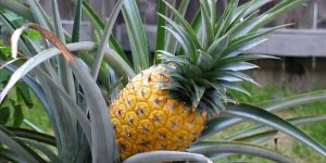 Organic Pineapple