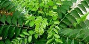 Curry Leaves