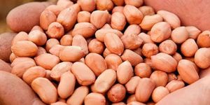 Bold Groundnut Kernels