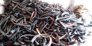 Natural Buffalo Horns