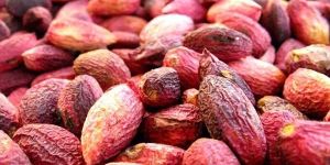 Fresh Pistachio Nuts