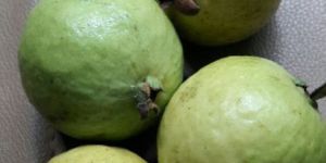 Guava (Pink Colour Country Original Fruit)