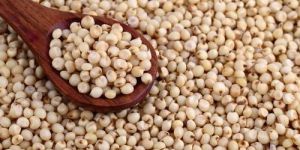 Sorghum Seeds