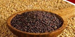 Mustard Seeds