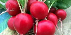 Red Radish