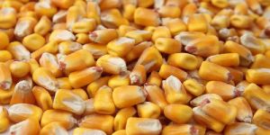 Corn Seeds