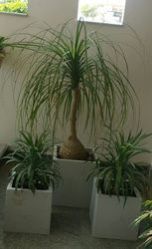 Square Garden Planters