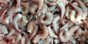 Headless Brown Prawns