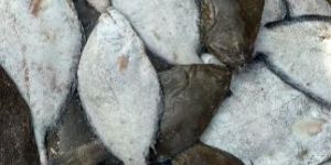 Indian Halibut Fish