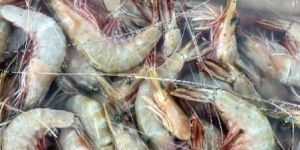 White Prawns