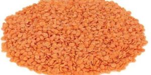 Red Lentils