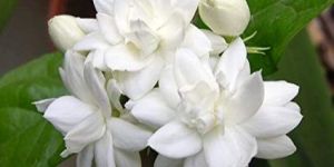 Jasmine Flowers