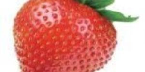 Frozen Strawberry