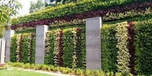 Vertical Gardening Services