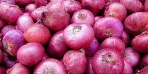 Fresh Pink Onion