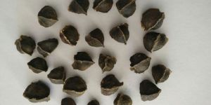 Organic Moringa Wingless Seed