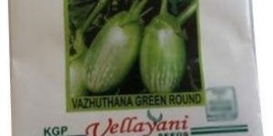Green Brinjal Seeds