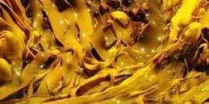 Green Bull Kelp Powder