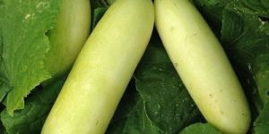 Hybrid Cucumber Seed
