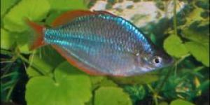 Peacock Rainbow Fish