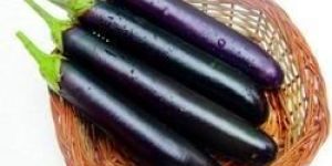 Brinjal Seed