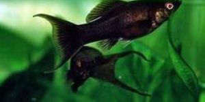 Black Molly Fish