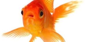 Gold Fish