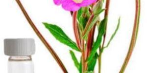 Palmarosa Essential Oil