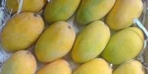 Kesar Mango