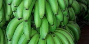 Cavendish Bananas