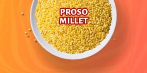 Proso Millet