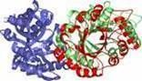 Xylanase Enzyme