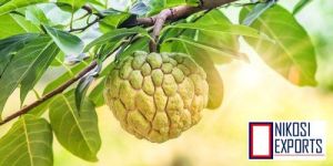 SREETHA CUSTARD APPLE