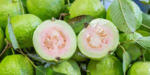 Indian Guava
