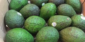 Fresh Avocado