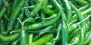 Fresh Green Chilli
