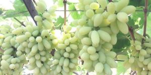 Fresh Nashik Grapes