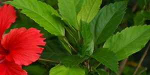 Hibiscus Rosa Sinensis Leaves