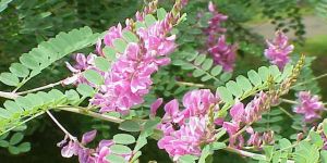 Indigofera Tinctoria