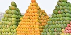 Fresh Alphonso Mango