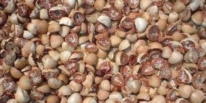 Split Betel Nut