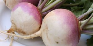 Fresh Turnip