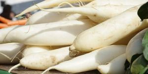 Fresh White Radish