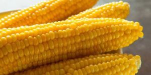 Fresh Yellow Maize