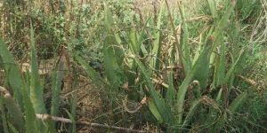 Aloe Vera Plant