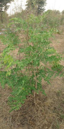 Moringa Plant