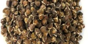 Moringa Seeds