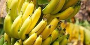 Fresh Banana